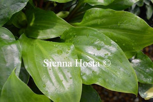 Hosta Red Stepper shiny leaves