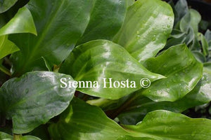 Hosta Red Stepper shiny leaves