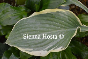 Hosta Regal Splendor