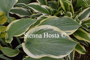 Hosta Regal Splendor