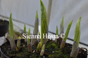 Hosta 'Hampshire County'