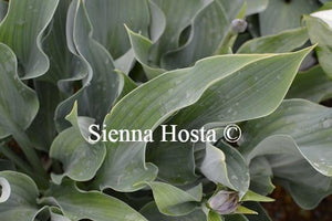 Hosta Salute