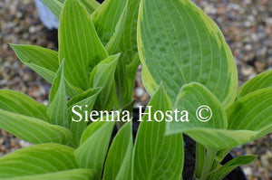 Hosta 'Heartbeat'