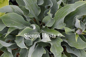 Hosta Salute