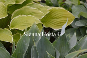 Hosta Salute