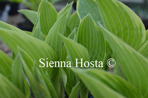 Hosta 'Heartbeat'