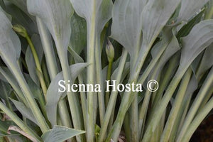 Hosta Salute Stems