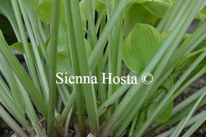 Hosta Sea Dream