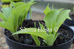 Hosta 'Happiness'