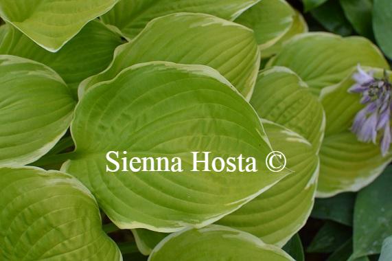 Hosta Sea Dream