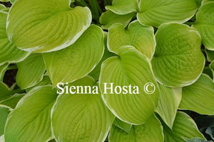 Hosta Sea Dream