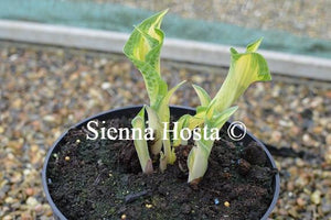 Hosta Happy Dayz Eyes