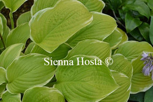 Hosta Sea Dream