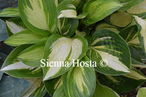 Hosta 'Sea Thunder'