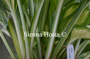 Hosta 'Sea Thunder'