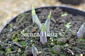 Hosta Heat Wave