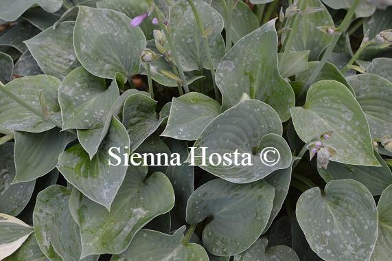 Hosta Sherborne Profusion