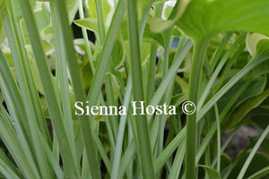 Hosta Shade Fanfare Stems