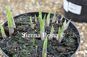 Hosta Honeysong