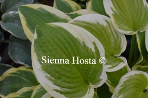 Hosta Shade Fanfare