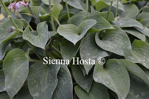 Hosta Sherborne Swallow