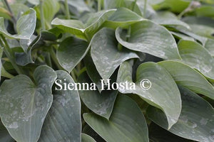 Hosta Sherborne Swallow