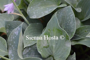 Hosta Sherborne Swallow