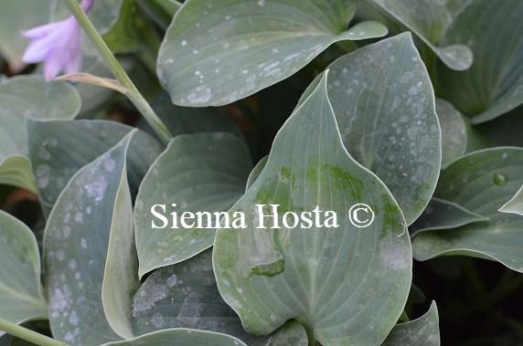 Hosta Sherborne Swallow