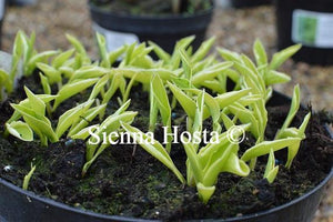 Hosta Iced Lemon