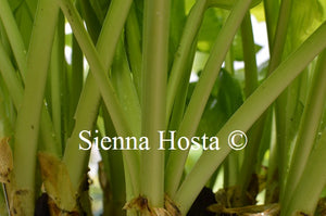 Hosta 'September Sun' Stems