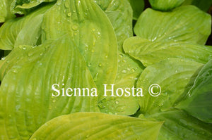 Hosta 'Sea Yellow Sunrise'