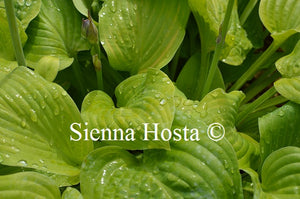 Hosta 'Sea Yellow Sunrise'