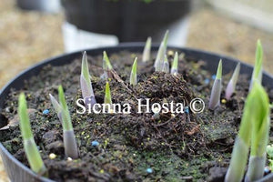 Hosta Iona Eyes