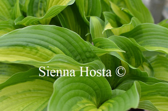 Hosta 'Jane Ward' - Sienna Hosta