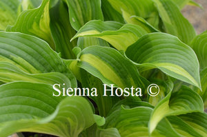 Hosta 'Jane Ward'