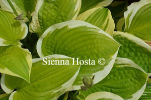 Hosta Shade Fanfare