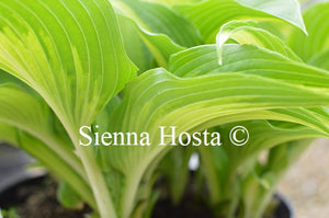 Hosta 'Jane Ward'
