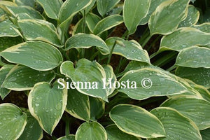 Hosta Sleeping Beauty