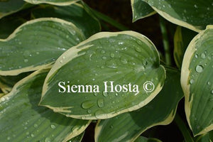 Hosta Sleeping Beauty