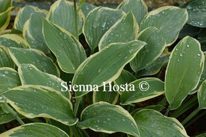 Hosta Sleeping Beauty