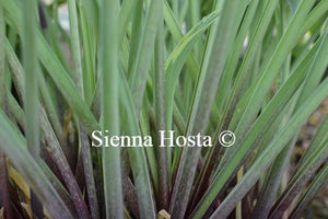 Hosta Sleeping Beauty Stems