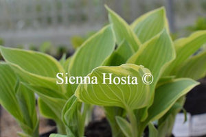 Hosta Irish Eyes