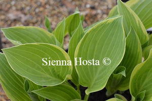 Hosta Irish Eyes