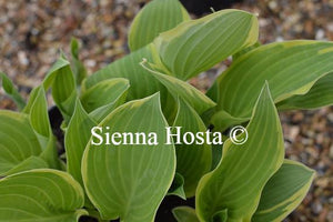 Hosta Irish Eyes