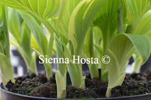 Hosta Irish Eyes