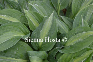 Hosta Striptease