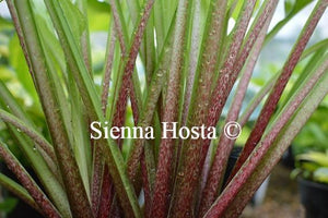 Hosta Spritzer Red Stems