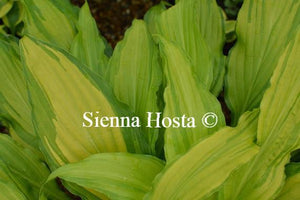Hosta Spritzer