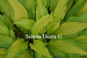 Hosta Spritzer