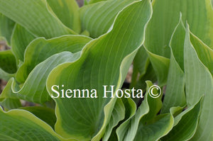 Hosta 'June Moon'